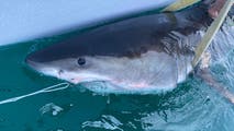 Great white shark Percy pings 14 miles from Long Island coast