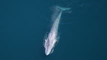 Photos: Scientists take to the skies and spot more than 2,000 species at marine monument