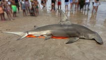 Massive great hammerhead shark found dead on North Carolina beach