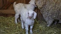 Baby goats test positive for rabies as officials seek people who may have been exposed