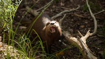 North American river otter returns to the Bronx River after 100 years, indicating healthy water quality