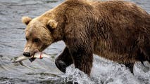 Runner comes face-to-face with brown bear during frightening Alaska trail encounter