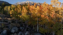 Fall foliage forecast: Why some areas might experience a spotty season