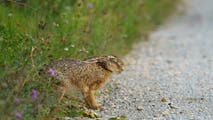 Fourth case of rare, highly infectious 'rabbit fever' confirmed in New York City suburb