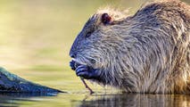 Bizarre string of beaver attacks forces multiple Maryland state parks to close