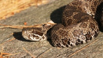Michigan officials warn public to give threatened rattlesnakes space following bite that hospitalized resident