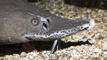 Michigan researchers discover these ancient fish may be older than the Declaration of Independence