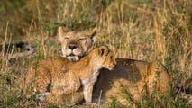 Reports of lions on the loose send Indiana officials on roaring search