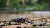 These tiny backpacks could help save threatened crayfish