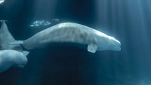 Beluga whale Peekachu dies weeks after rescue from shuttered Canadian marine park
