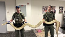Massive python found on busy Coney Island boardwalk as families, children enjoy beach day