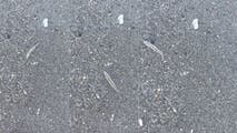 Mysterious clear 'jumping sticks' spotted in waters along Florida's Space Coast baffle beachgoers