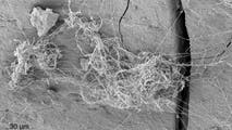 See it: Hidden fungal world discovered more than 1,600 feet beneath the Great Lakes