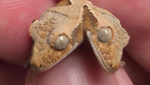 Meet the rare two-headed gecko that is going viral for defying the odds