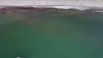 See it: Multiple videos reveal sharks swimming near shore as sightings rise in Maine beach town