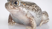 40,000-year-old frog fossils unearthed in Southern California reveal a species lost to time