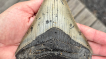 Pennsylvania family makes prehistoric discovery while searching for seashells on the Jersey Shore