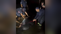 Two large manatees rescued by firefighters after becoming stranded on a Florida beach