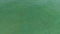 Watch: Hundreds of sharks and a lone stingray caught on video near beach in North Carolina