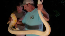 See it: Massive python puts snake catcher to the test in South Carolina