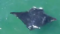 Video: Oceanic manta ray spotted off Long Island coast in rare New York sighting