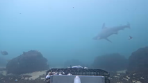 Watch: Sandbar shark swims off Rhode Island coast as numbers across New England surge