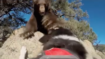 Watch: Courageous dogs chase bears away from populated areas in effort to protect Nevada neighborhoods