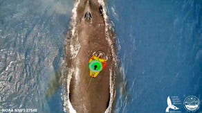 Researchers turn to using drones to revolutionize tracking of humpback whales in Hawaii