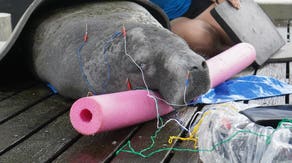 From manatees to mammals, zoo animals turn to acupuncture for specialized care