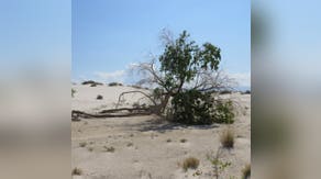 Iconic cottonwood tree in White Sands National Park topples after intense monsoon storms