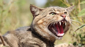 Australian government invests hefty sum to eradicate unwelcomed invaders overrunning an entire island