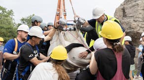 Timeline: How 30 beluga whales journeyed from a closed Canada marine park to 5 new aquariums
