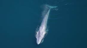 Photos: Scientists take to the skies and spot more than 2,000 species at marine monument
