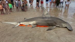 Massive great hammerhead shark found dead on North Carolina beach