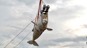 A look at how 13 beluga whales came to live at SeaWorld San Antonio from Canada