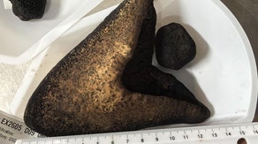 Several megalodon teeth found on the ocean floor offer new clues about the ancient giant