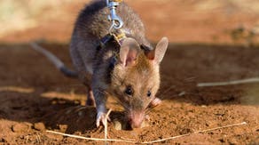 Tiny detectives arrive at Sacramento Zoo as crime-fighting rats make their debut