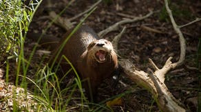 North American river otter returns to the Bronx River after 100 years, indicating healthy water quality