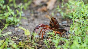 Invasive crayfish claw their way across America and take over US lakes