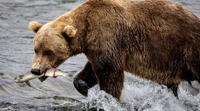 Runner comes face-to-face with brown bear during frightening Alaska trail encounter
