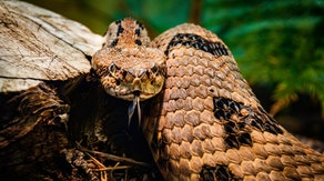 Here are the deadliest animals in every US state: From grizzly bears to unexpected threats