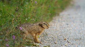 Fourth case of rare, highly infectious 'rabbit fever' confirmed in New York City suburb