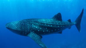 Cameras attached to fins of whale sharks capture newly obtained, rare footage of unknown behavioral traits
