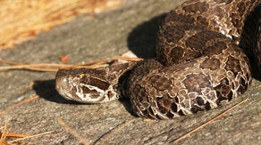 Michigan officials warn public to give threatened rattlesnakes space following bite that hospitalized resident