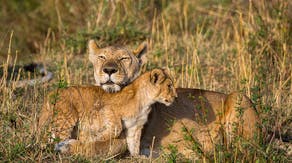 Reports of lions on the loose send Indiana officials on roaring search