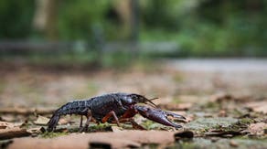 These tiny backpacks could help save threatened crayfish