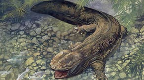 Fossil reveals ancient giant salamander that lived 3.5 million years ago