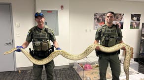 Massive python found on busy Coney Island boardwalk as families, children enjoy beach day
