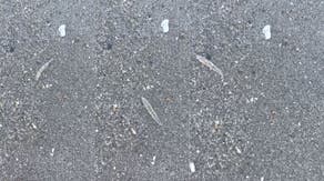 Mysterious clear 'jumping sticks' spotted in waters along Florida's Space Coast baffle beachgoers