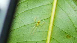Scientists discover bizarre new happy-faced spider with unique genetics in India